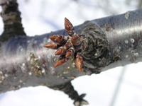 クリックすると大きな画像が出てきます。