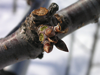 クリックすると大きな画像が出てきます。