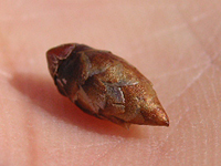 クリックすると大きな画像が出てきます。