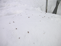 クリックすると大きな画像が出てきます。