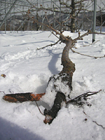 クリックすると大きな画像が出てきます。