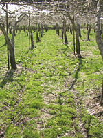 クリックすると大きな画像が出てきます。