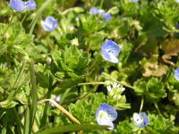 クリックすると大きな画像が出てきます。