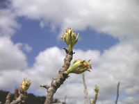 クリックすると大きな画像が出てきます。