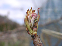 クリックすると大きな画像が出てきます。