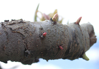 クリックすると大きな画像が出てきます。