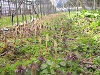 クリックすると大きな画像が出てきます。