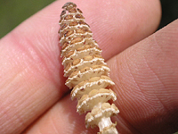 クリックすると大きな画像が出てきます。