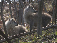 クリックすると大きな画像が出てきます。