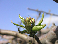 クリックすると大きな画像が出てきます。