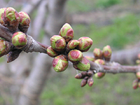 クリックすると大きな画像が出てきます。