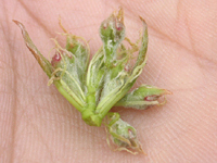 クリックすると大きな画像が出てきます。