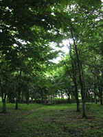 クリックすると大きな画像が出てきます。