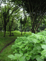 クリックすると大きな画像が出てきます。