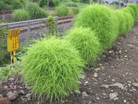 クリックすると大きな画像が出てきます。