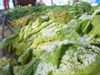 クリックすると大きな画像が出てきます。