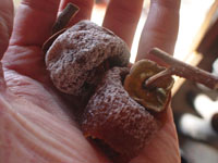 クリックすると大きな画像が出てきます。