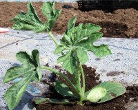 クリックすると大きな画像が出てきます。